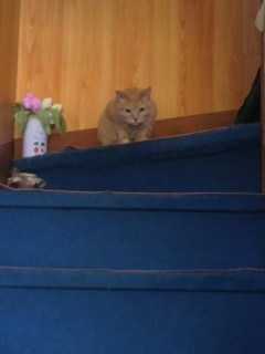 �ʂ�����