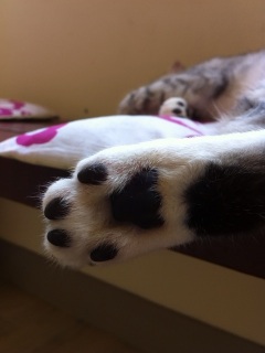 �ɂ����イ