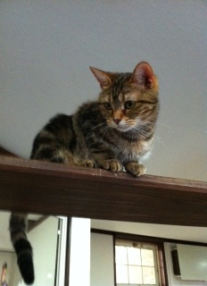 �J�t�F�J�t�F