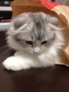 ���̂񂿂̂˂�