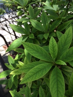 �����o��