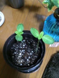 �~�j�Ђ܂��